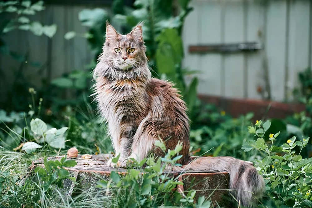 Maine Coon Sitting On A Branch Picture