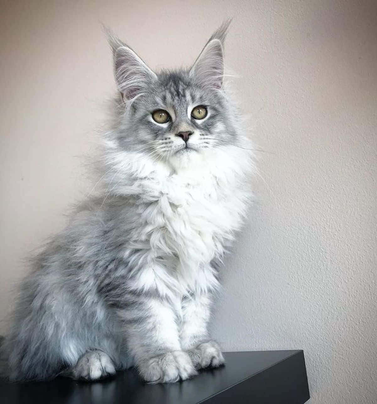 Maine Coon Kitten Sitting Picture