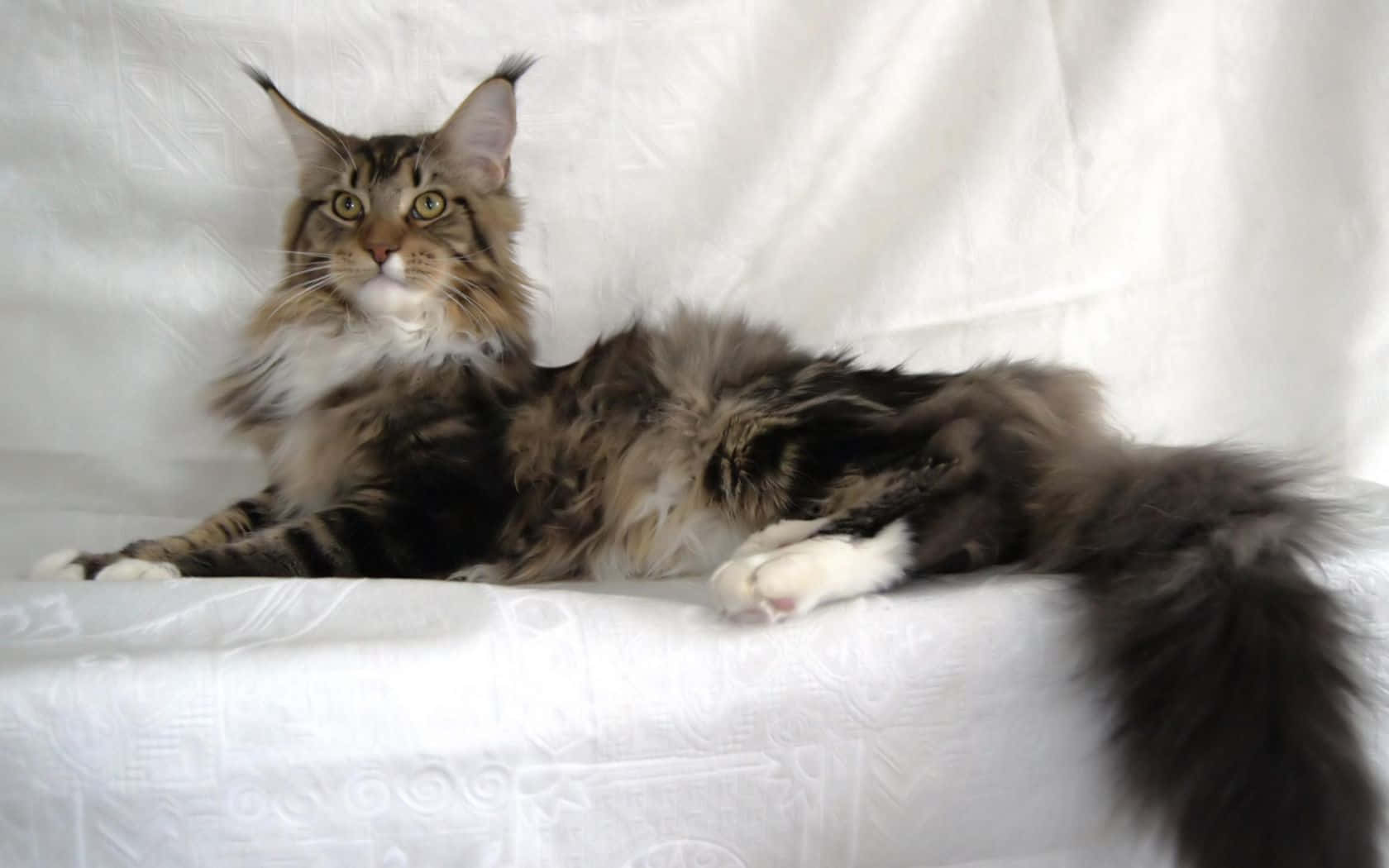 Maine Coon On White Cloth Picture
