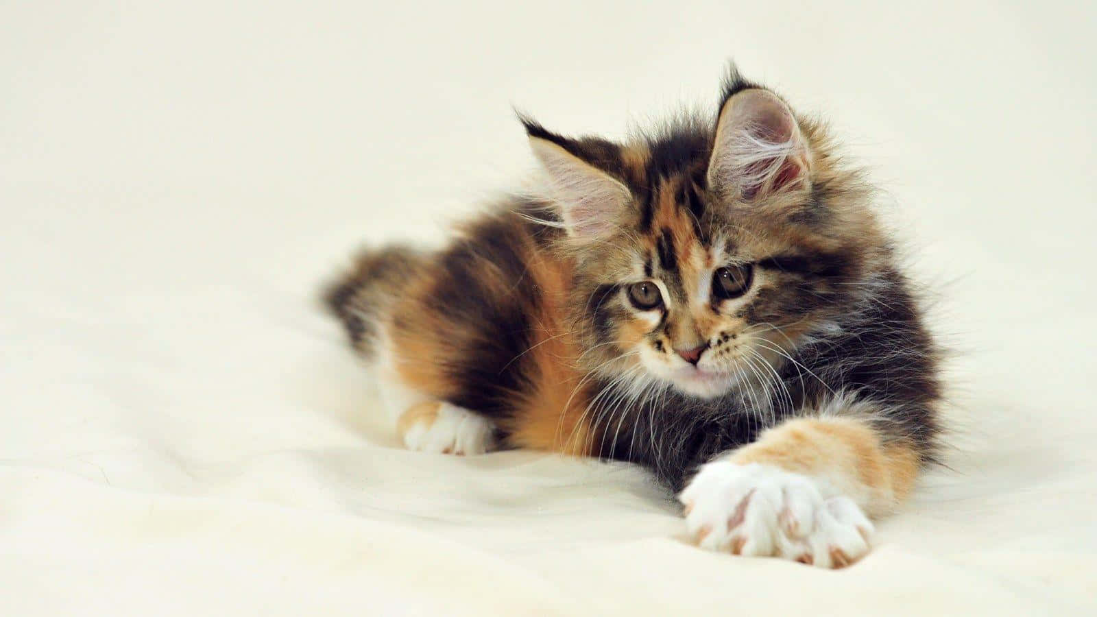 Tricolormaine Coon Kitten Bild