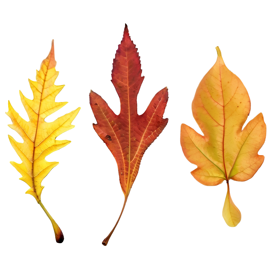 Maine's Colorful Autumn Leaves Png 97 PNG