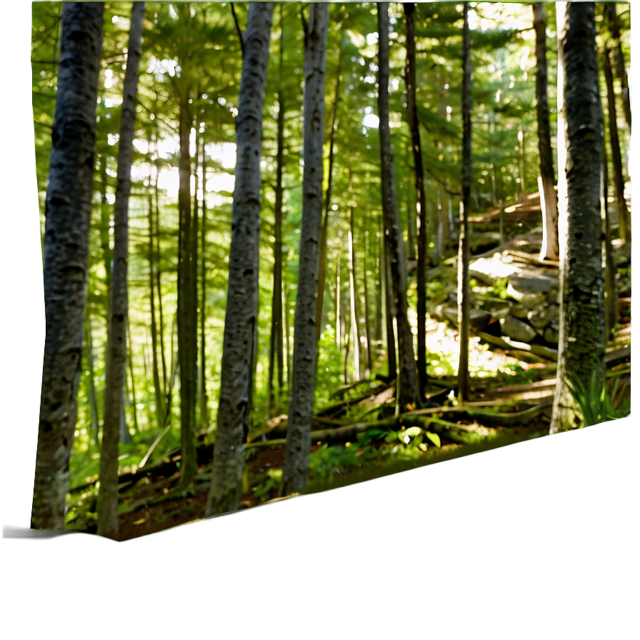 Maine's Forest Wilderness Png Hrv PNG