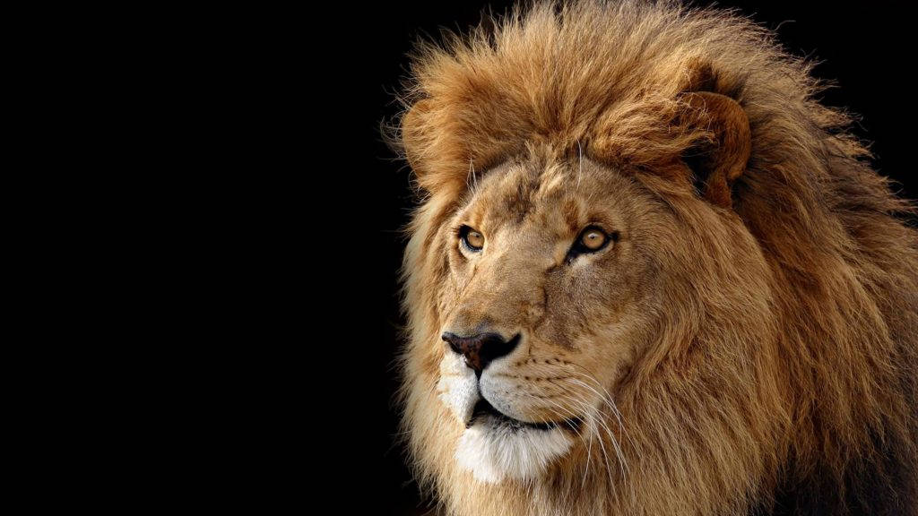 Majestætisk Løve Awesome Animal Wallpaper
