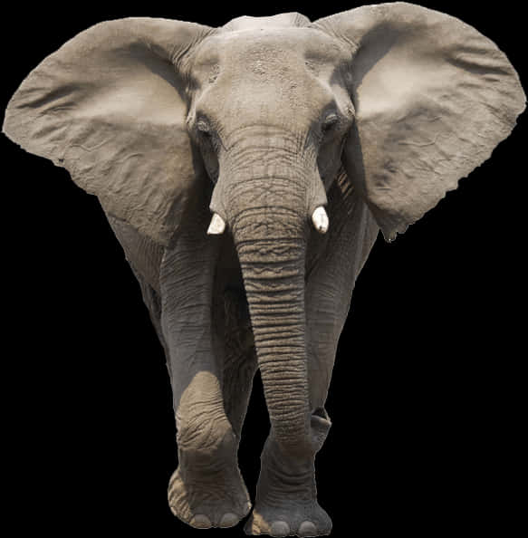 Majestic African Elephant PNG