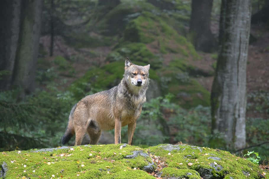 Majestueuze Alpha Hond In Rustige Wildernis Achtergrond