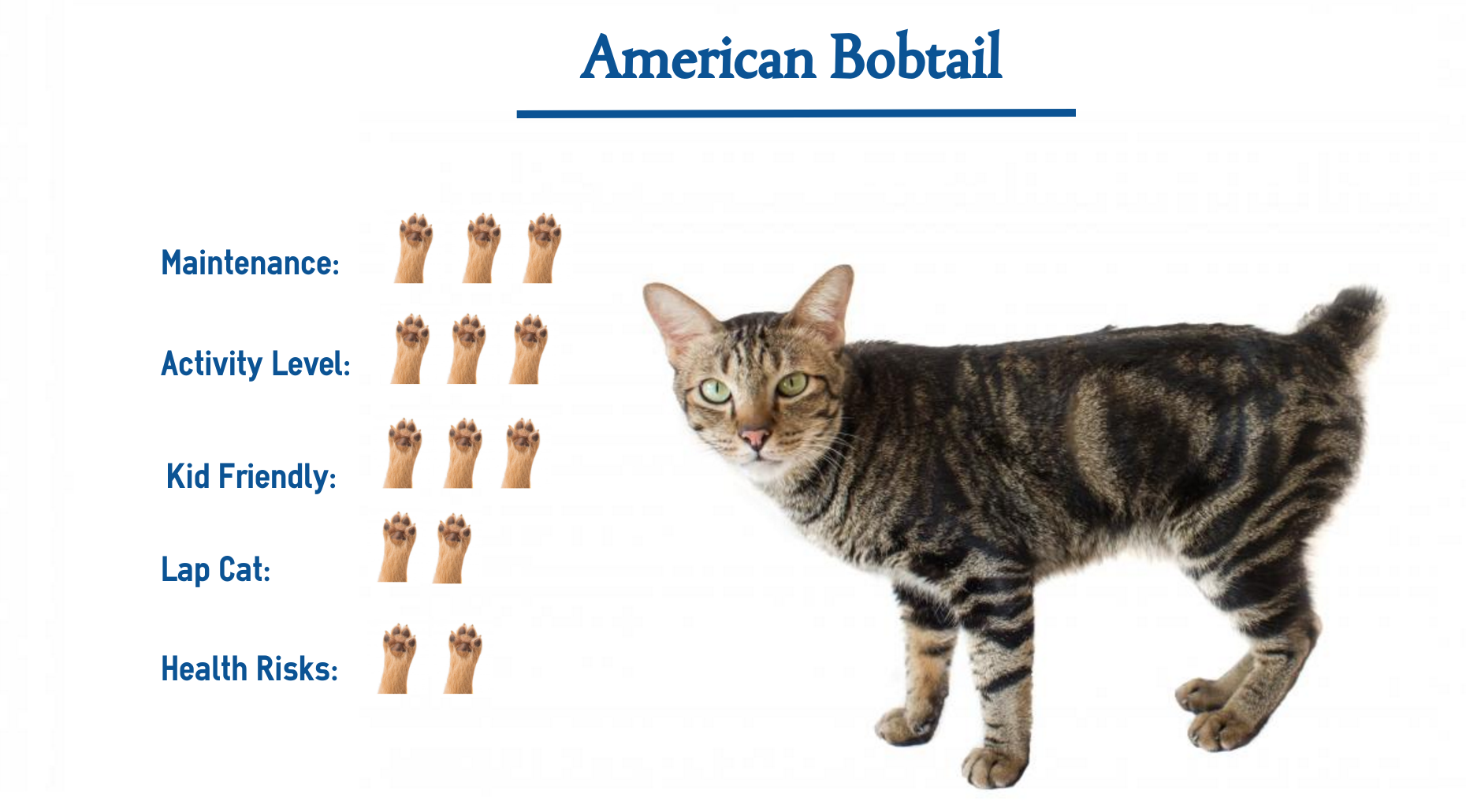 Majestic American Bobtail Cat Wallpaper