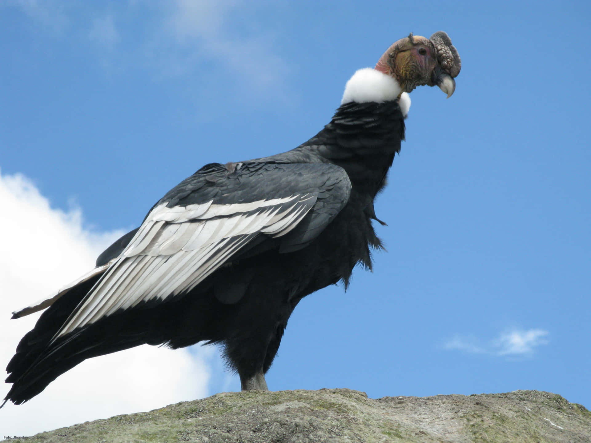 Majestic Andean Condor Perched Wallpaper