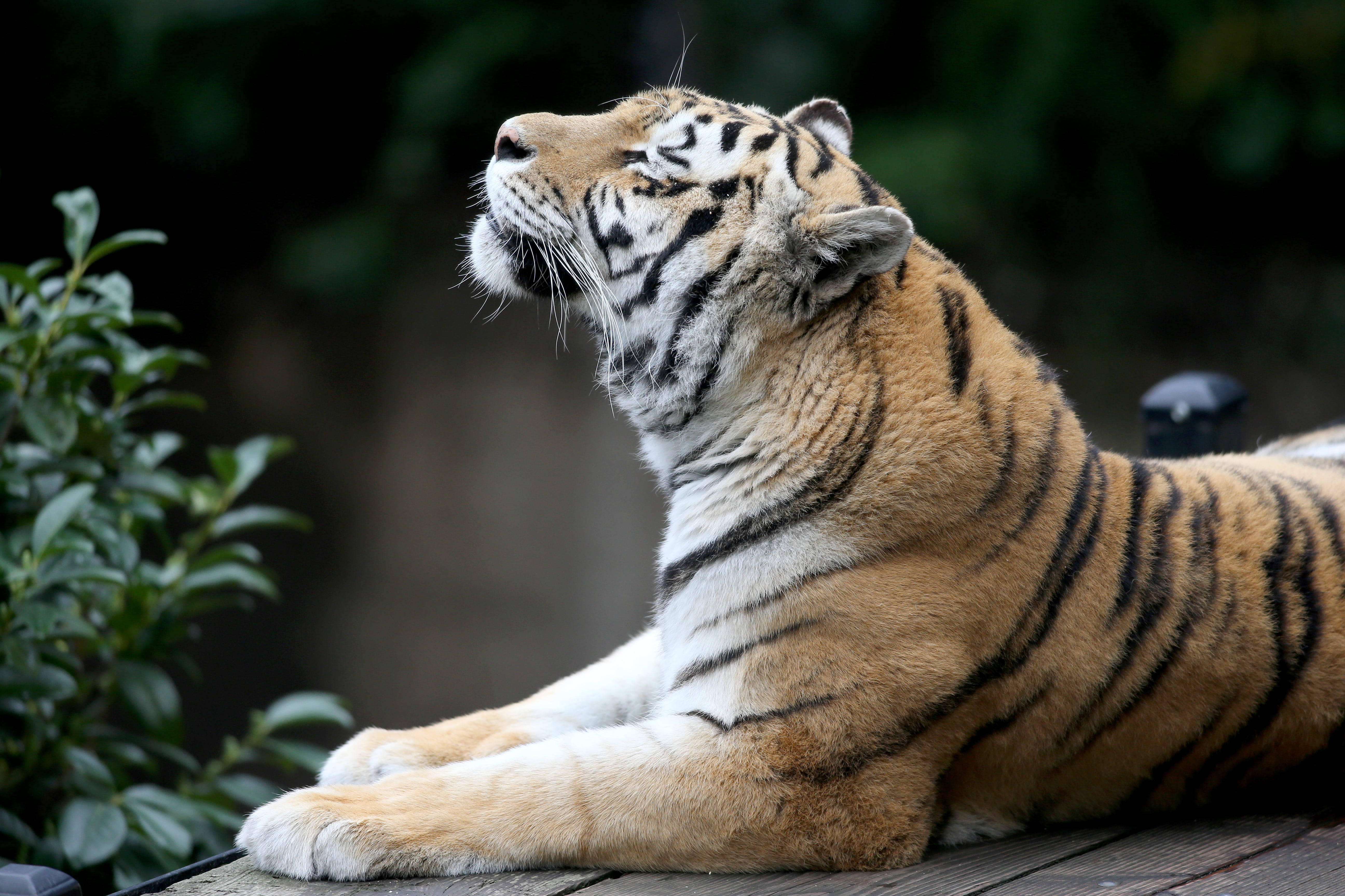 Zoo-tiger-8k-7680x4320 wallpaper, 7680x4320, 1260019