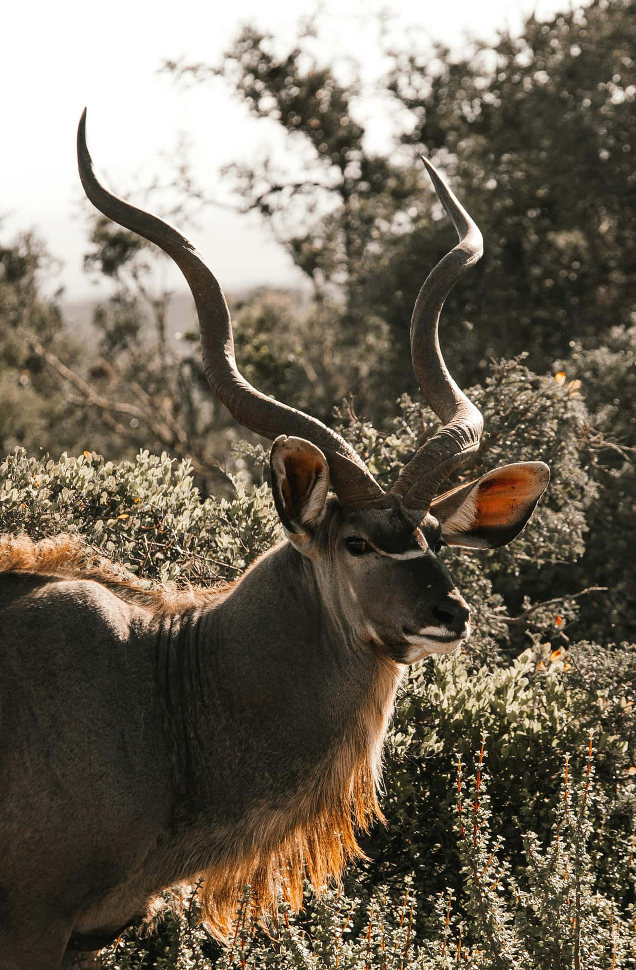 Antelope Megah Dengan Tanduk Yang Terpelintir Wallpaper