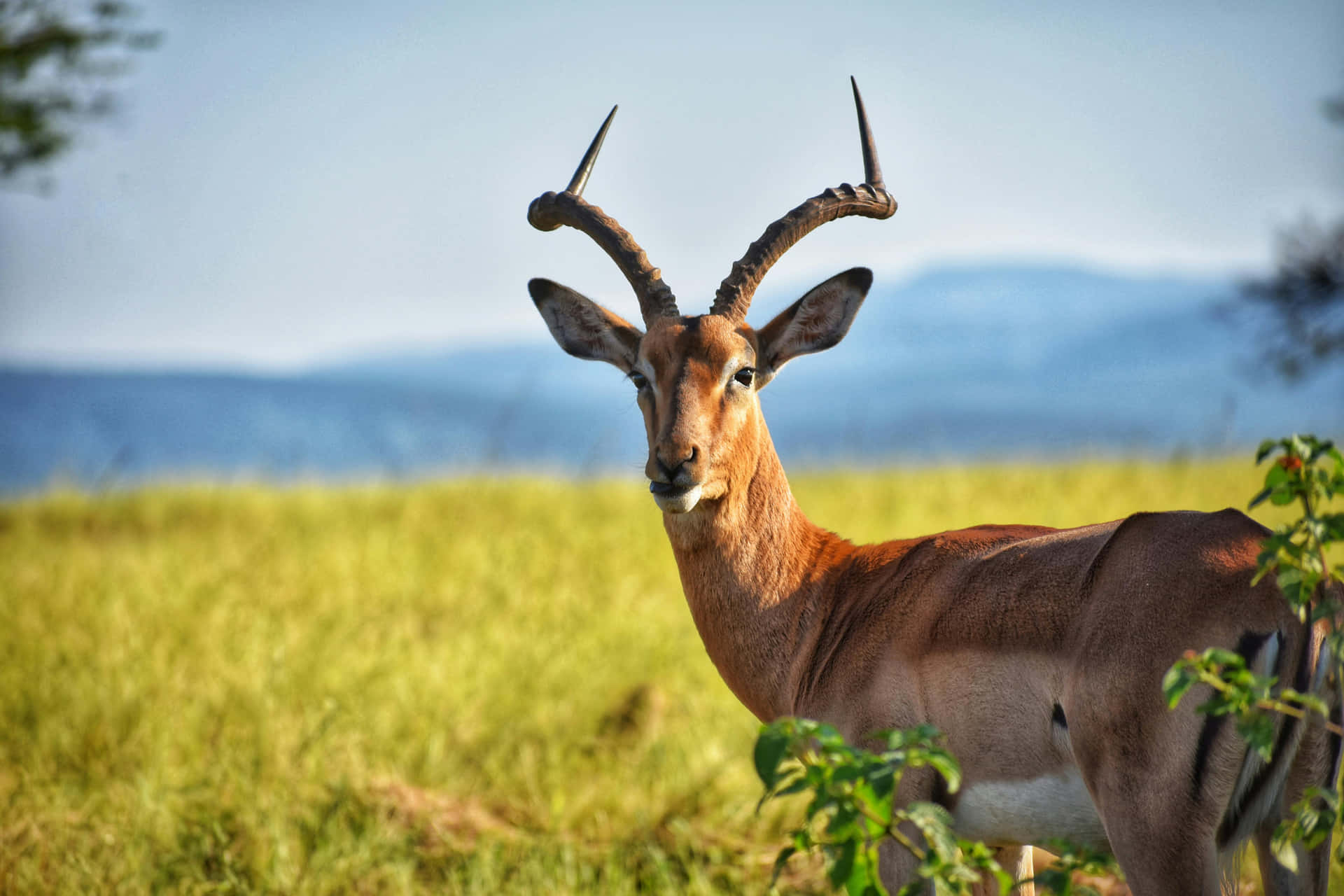 Majestic Antelopein Grassland.jpg Wallpaper