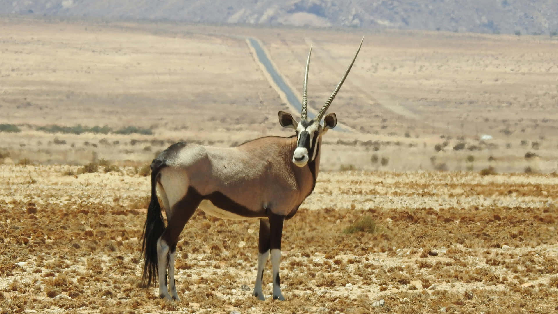 Majestic Antelopein Wilderness.jpg Wallpaper