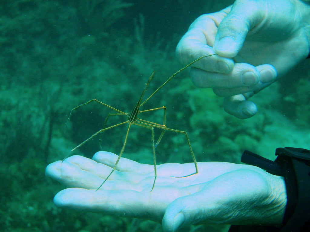 Majestic Arrow Crab In Its Natural Environment Wallpaper