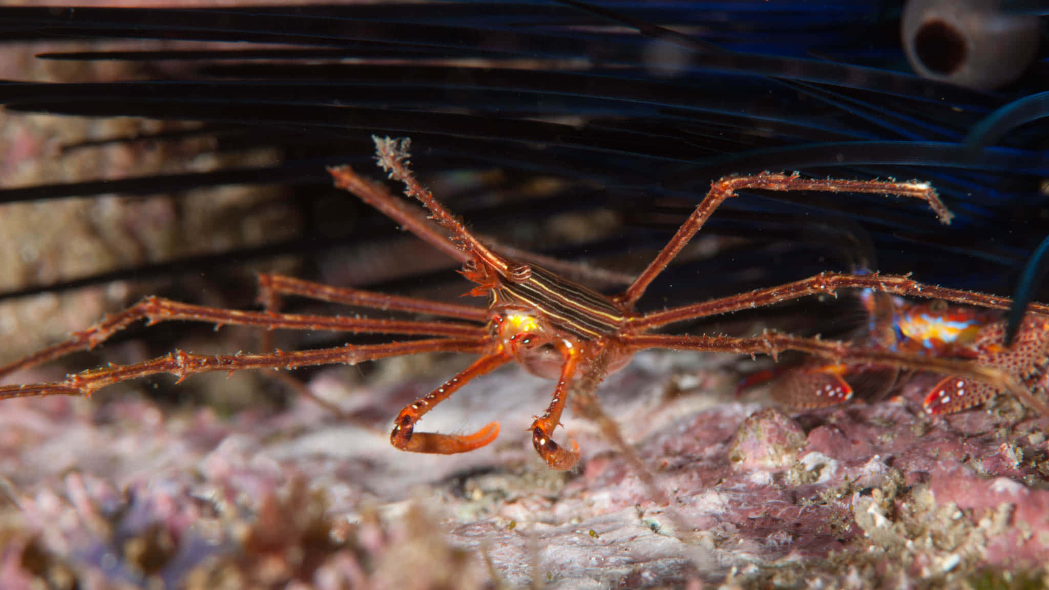 Crabe Flèche Majestueux Sous L'eau Dans Son Habitat Naturel Fond d'écran