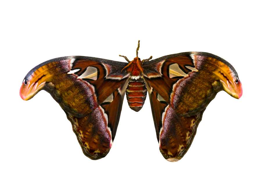 Majestic Atlas Moth Spread Wings PNG