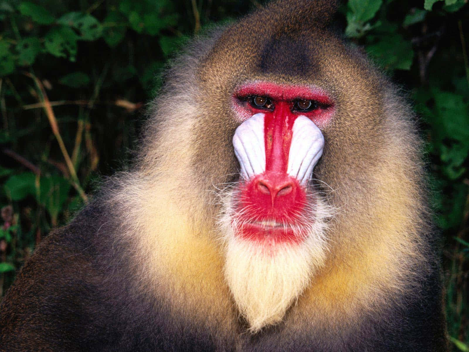 Majestic Baboon Portrait Wallpaper