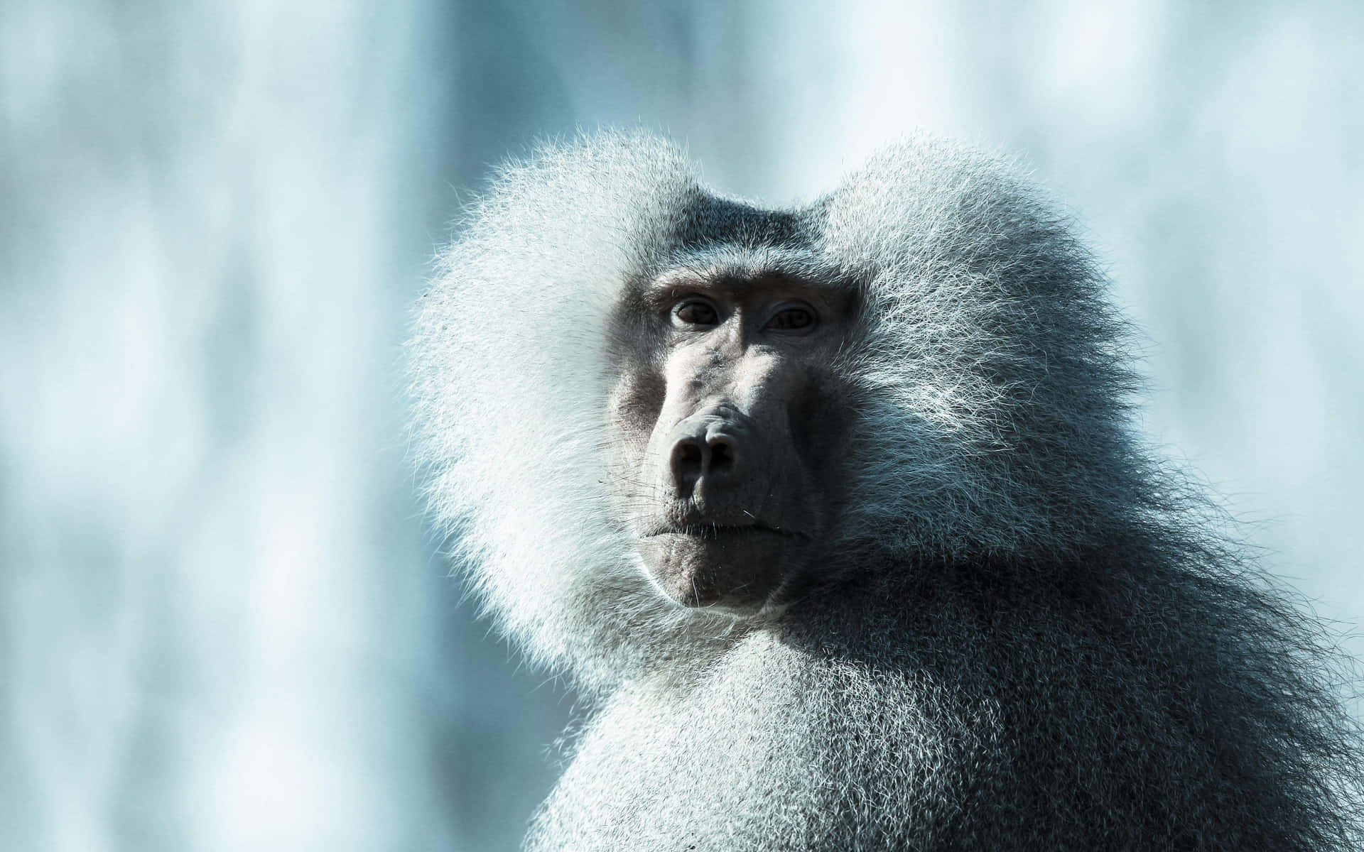 Majestic Baboon Portrait Wallpaper