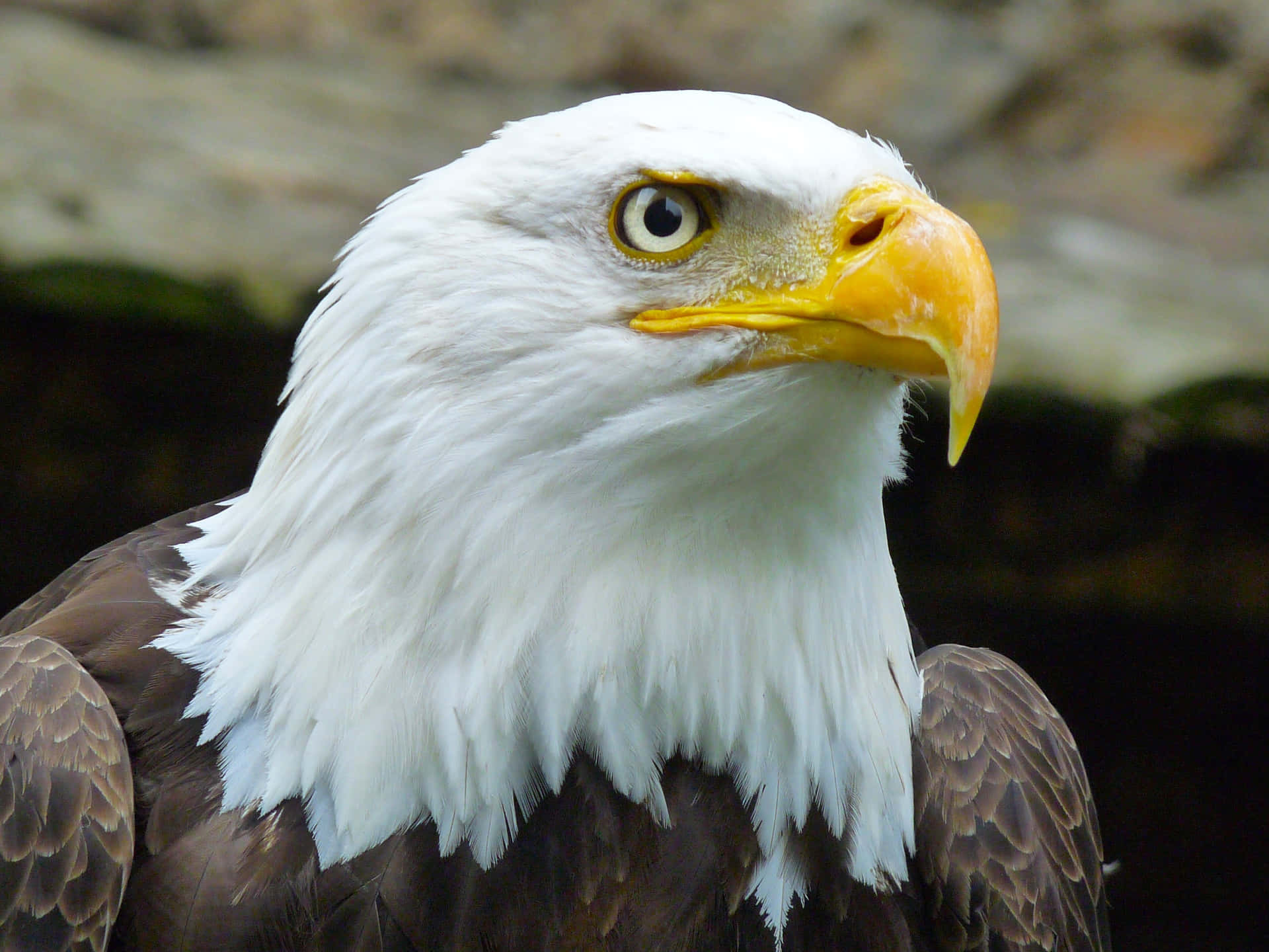 Majestueuze Bald Eagle Close-up Achtergrond