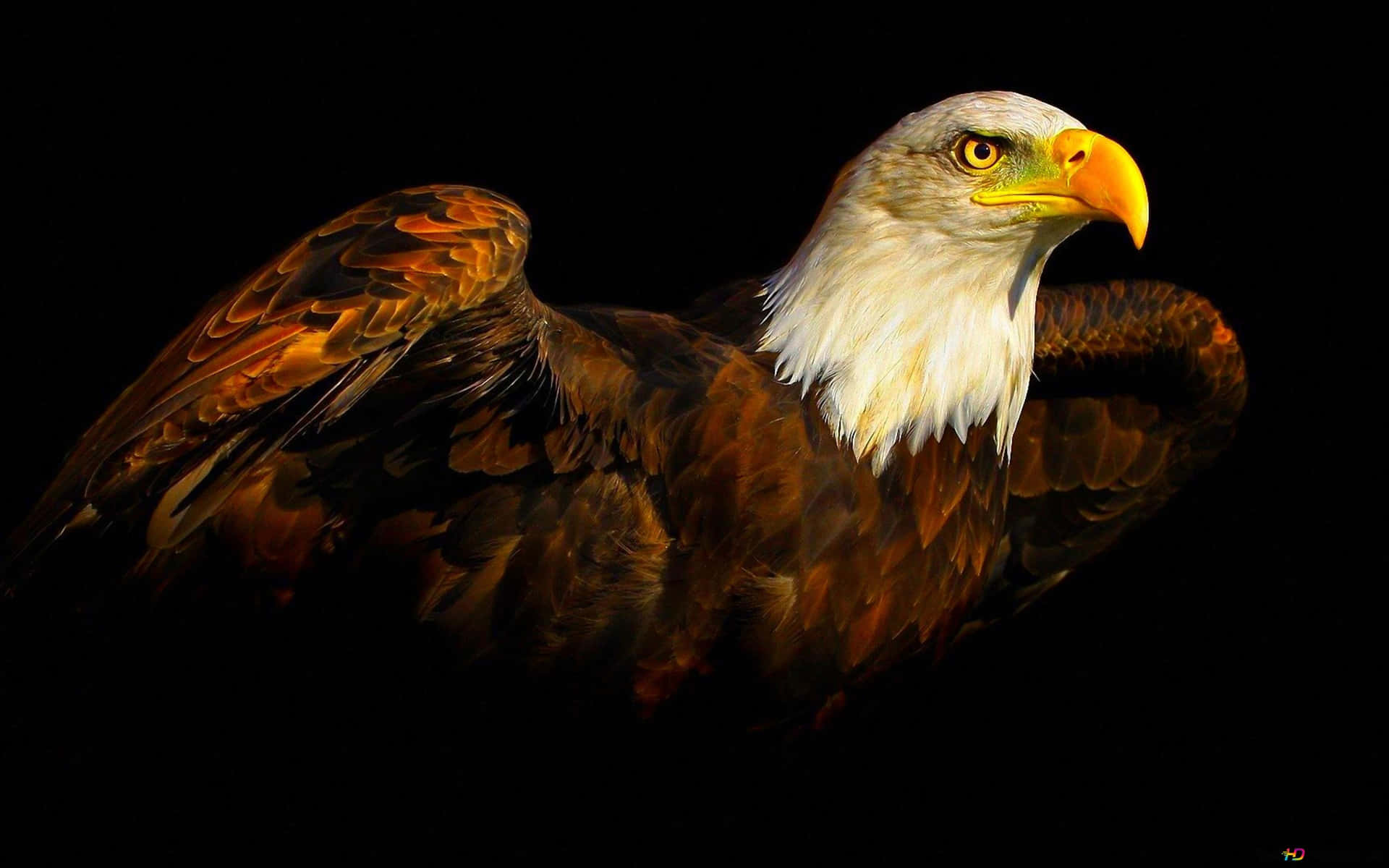 Majestic Bald Eagle In Darkness Wallpaper
