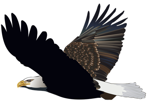 Majestic Bald Eagle In Flight PNG