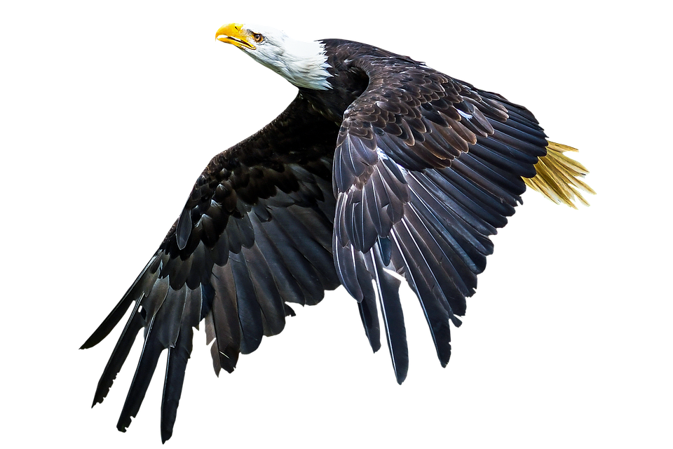 Majestic Bald Eagle In Flight PNG