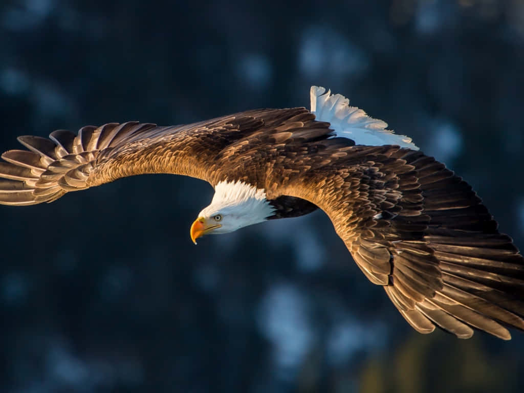 Majestic Bald Eagle In Flight Wallpaper