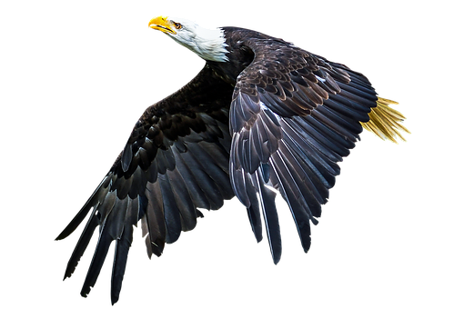 Majestic_ Bald_ Eagle_ In_ Flight.jpg PNG