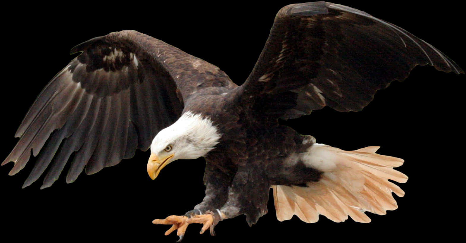 Majestic Bald Eagle In Flight PNG