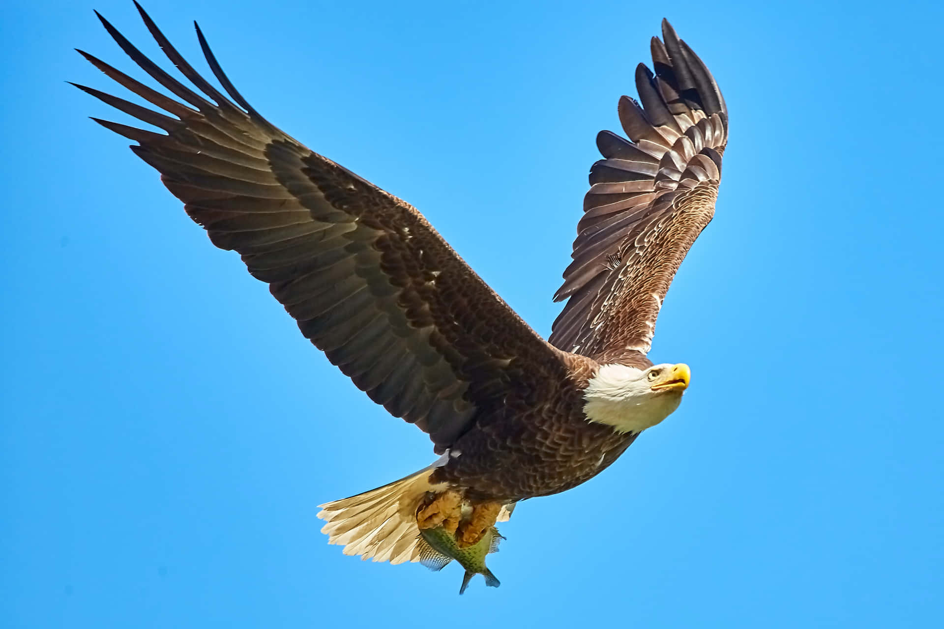 Majestueuze Bald Eagle In Vlucht Met Prooi Achtergrond