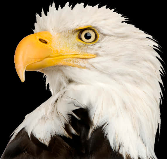 Majestic Bald Eagle Portrait PNG