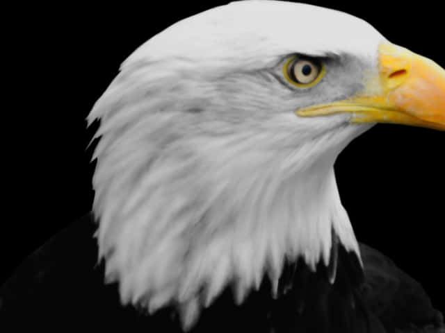 Majestic Bald Eagle Portrait PNG