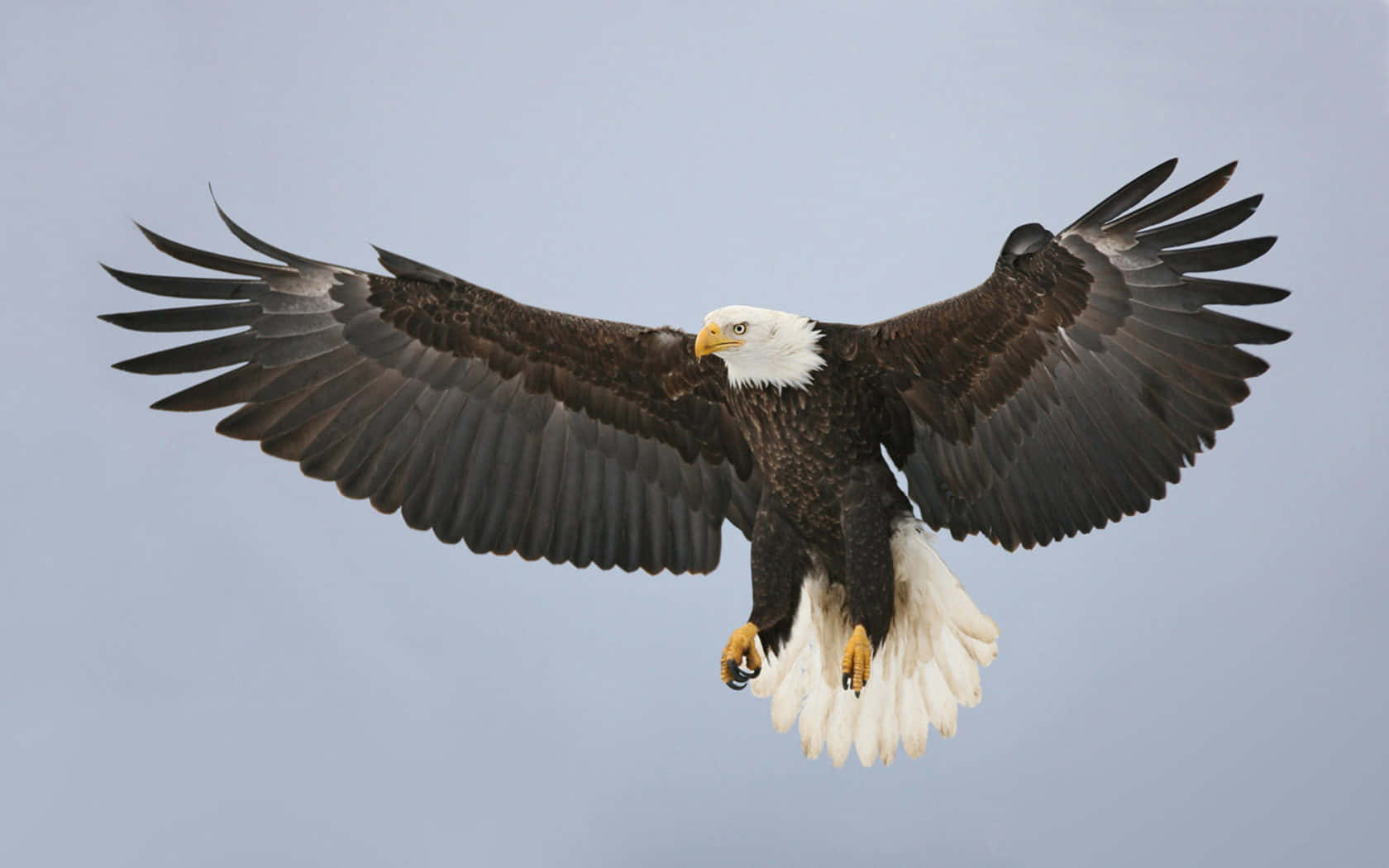 Majestic Bald Eagle Spreading Its Wings Wallpaper