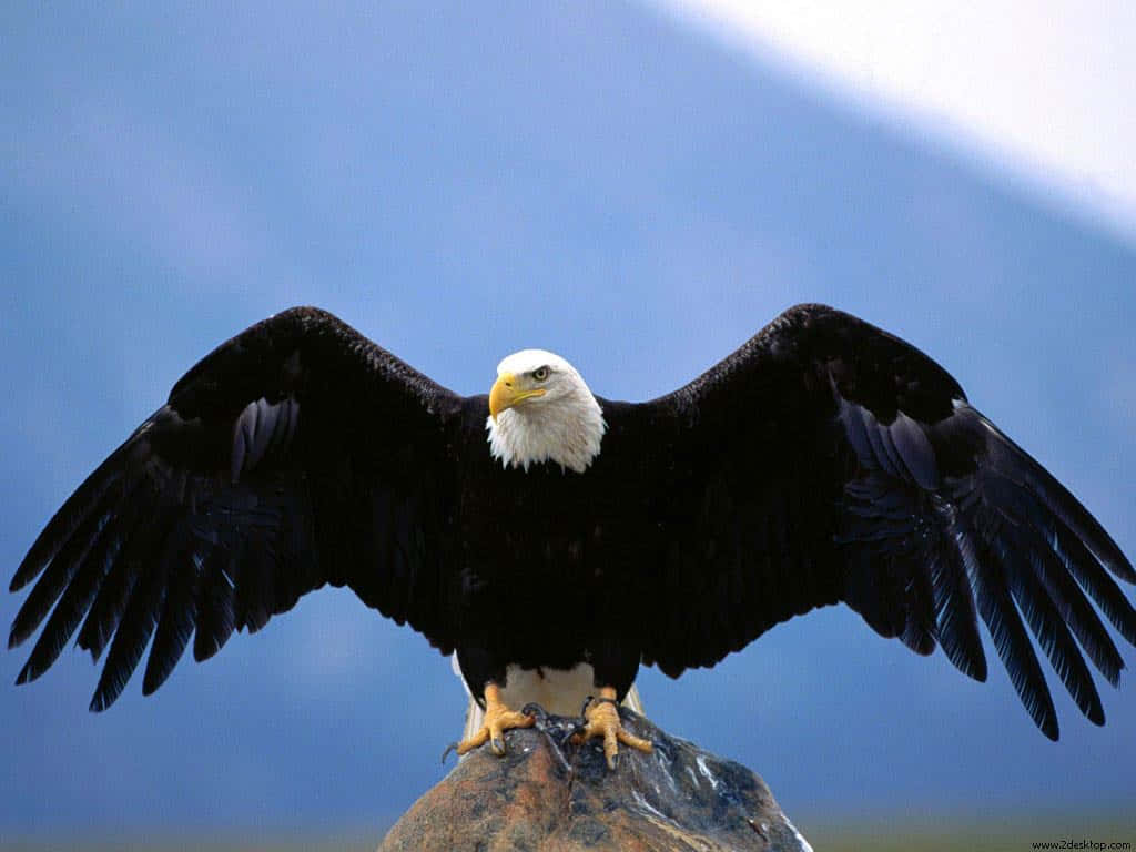 Majestic Bald Eagle Spreading Wings Wallpaper