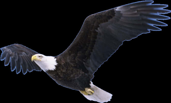 Majestic Bald Eaglein Flight PNG