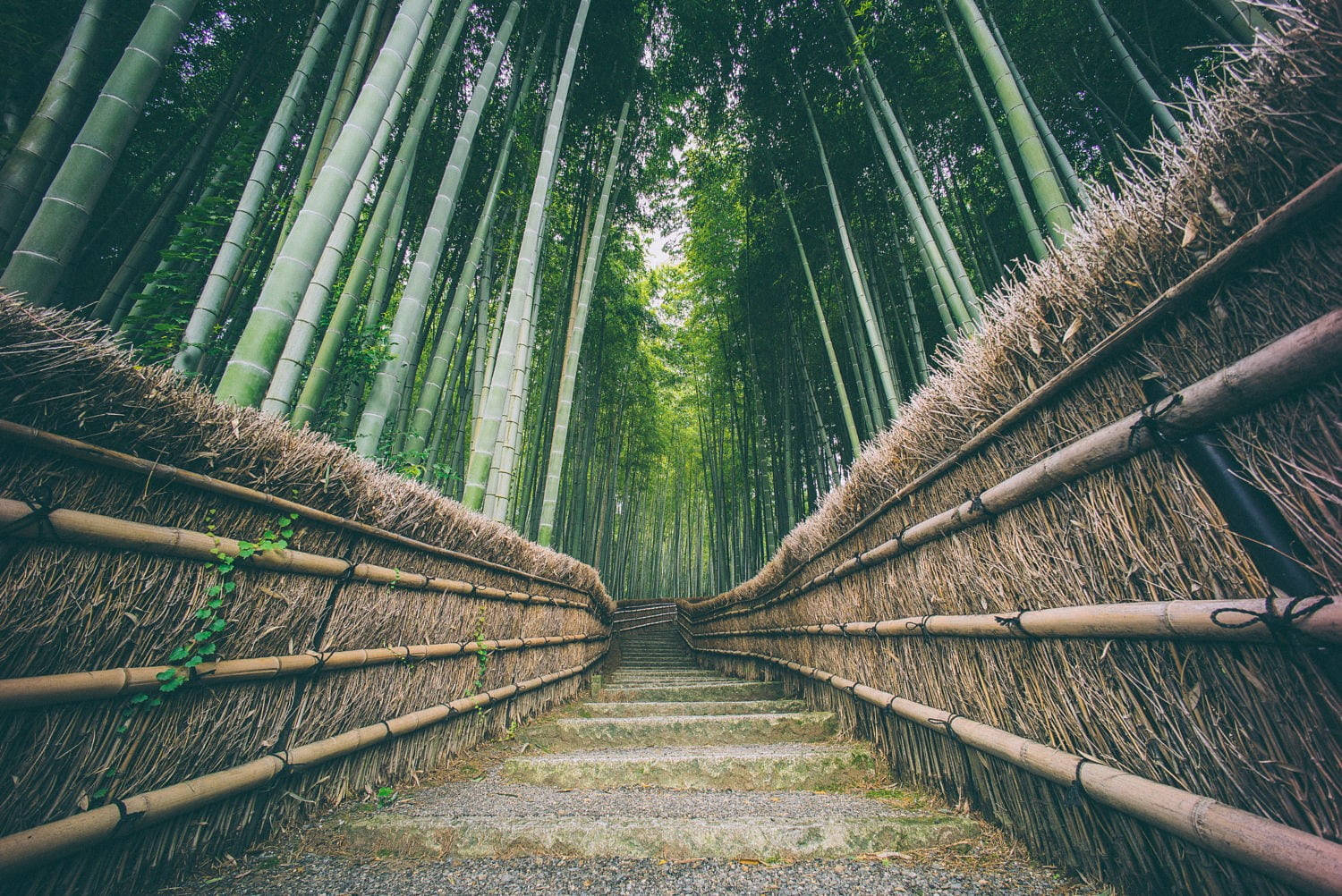 Majestic Bamboo Forest Scene Captured On Iphone Wallpaper