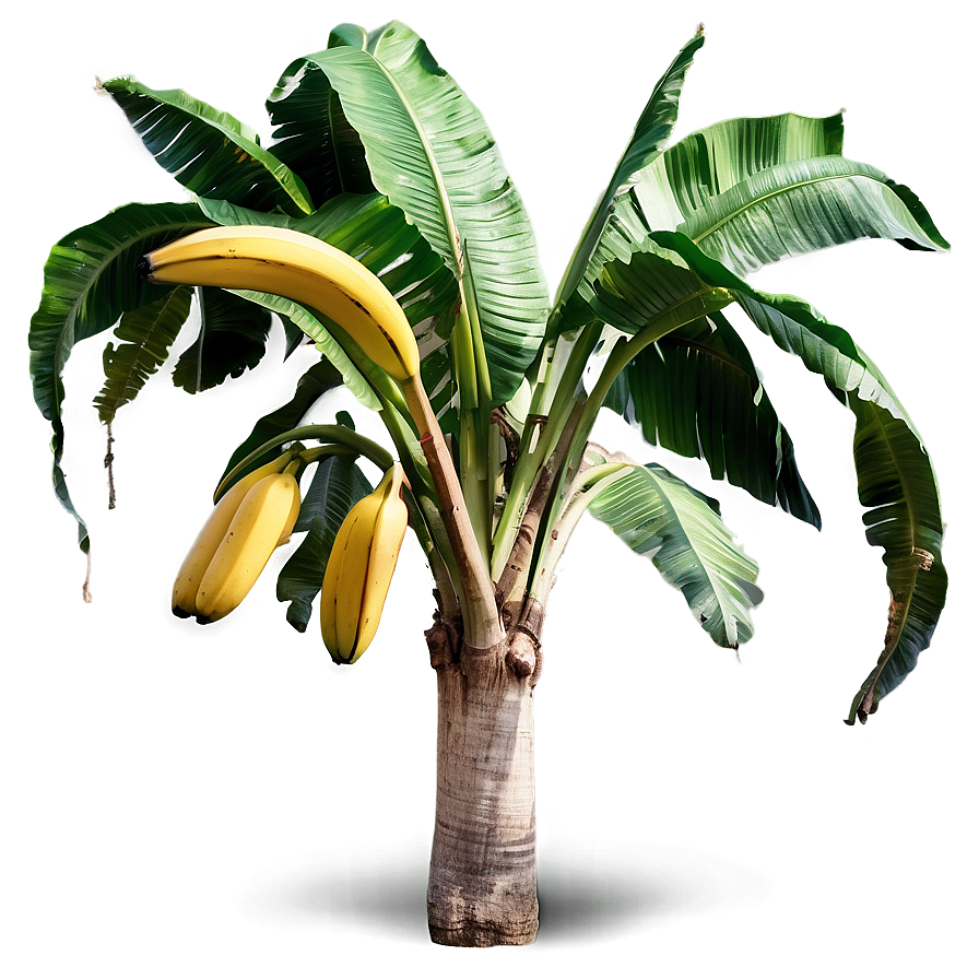Majestic Banana Tree Landscape Png 6 PNG