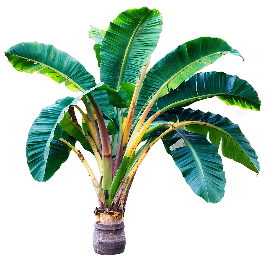 Majestic Banana Tree Landscape Png Bgf48 PNG