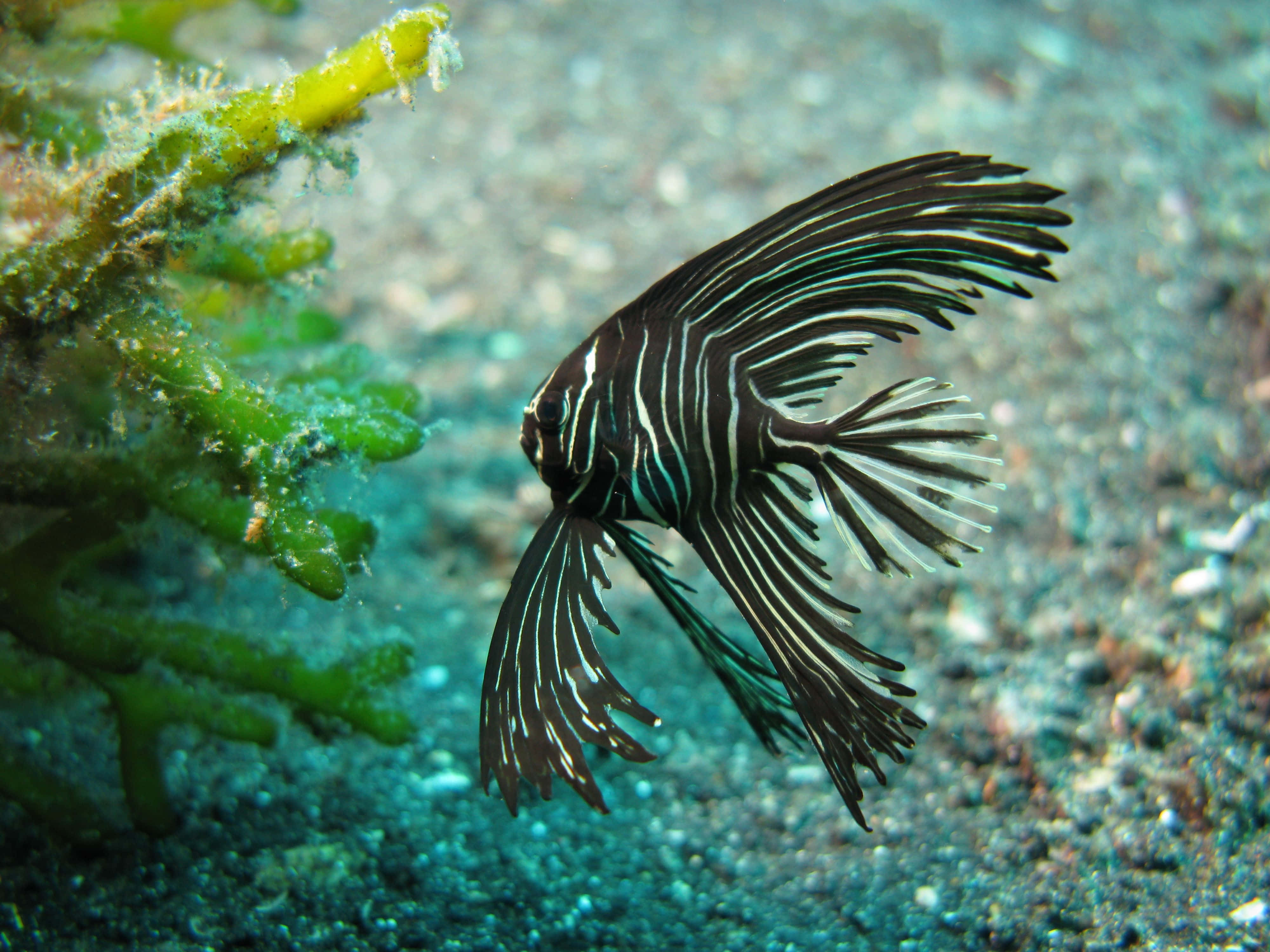 Majestic Batfish Gliding Through Crystal Clear Water Wallpaper