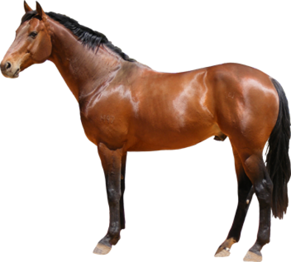 Majestic Bay Horse Standing PNG