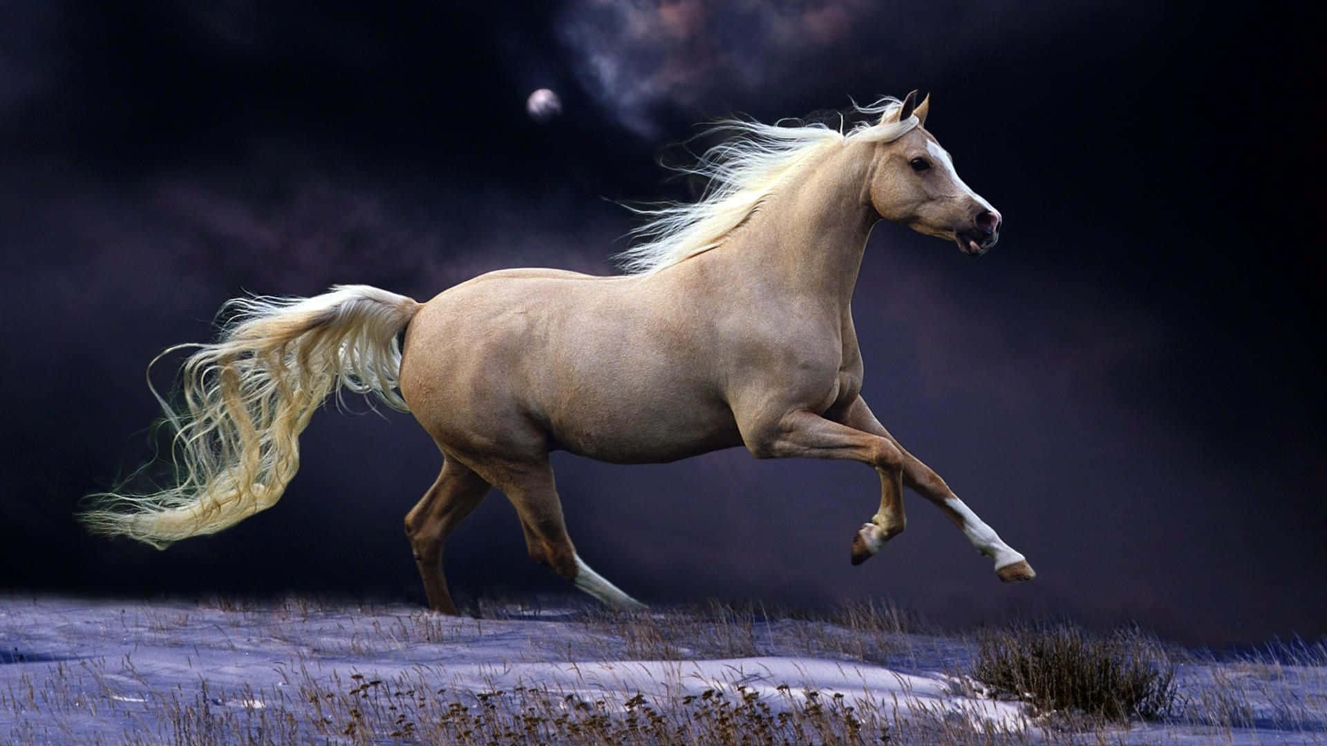 Majestic Beauty: A Stunning Horse In A Natural Setting