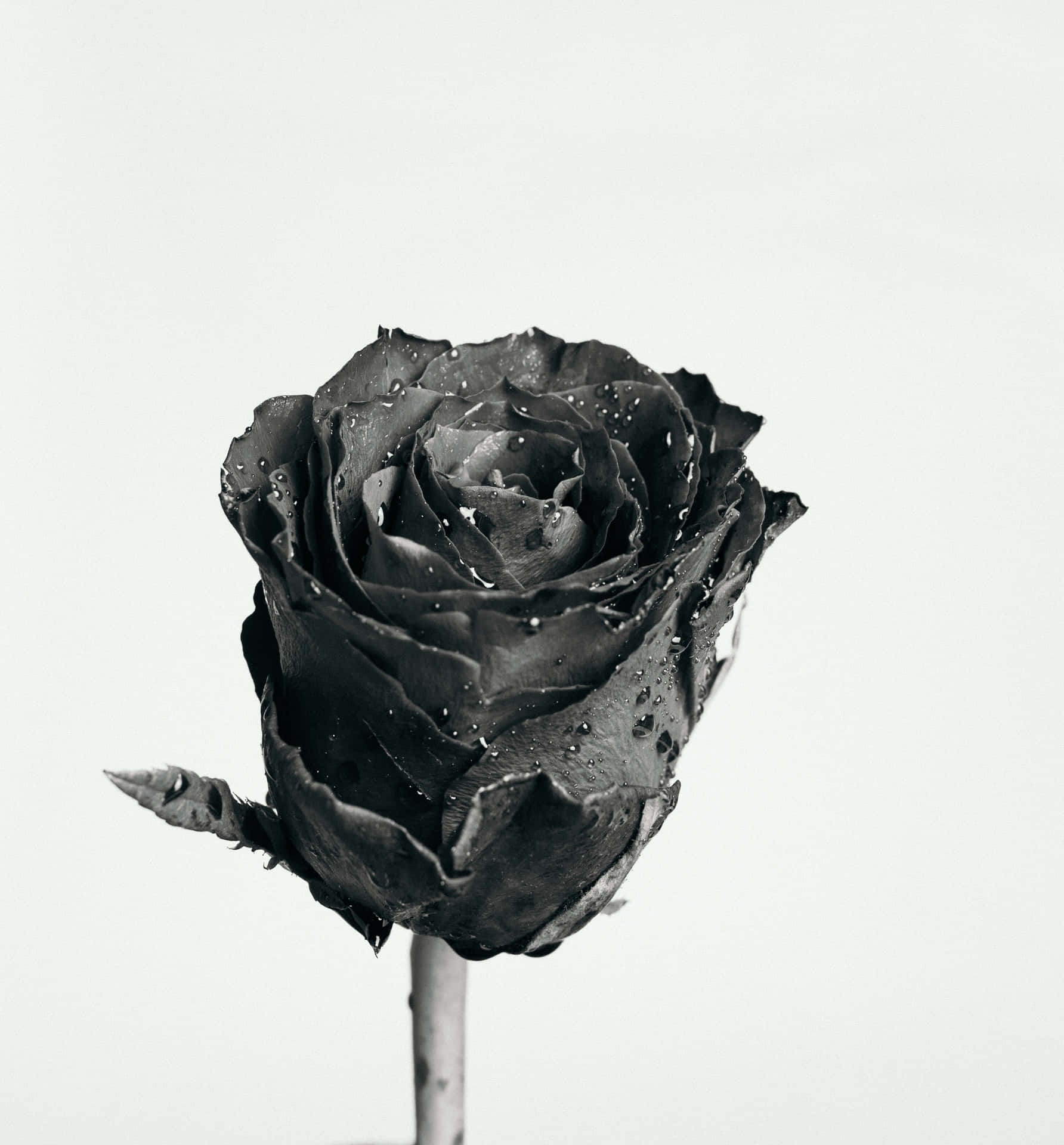 Majestic Beauty Of A Black Rose