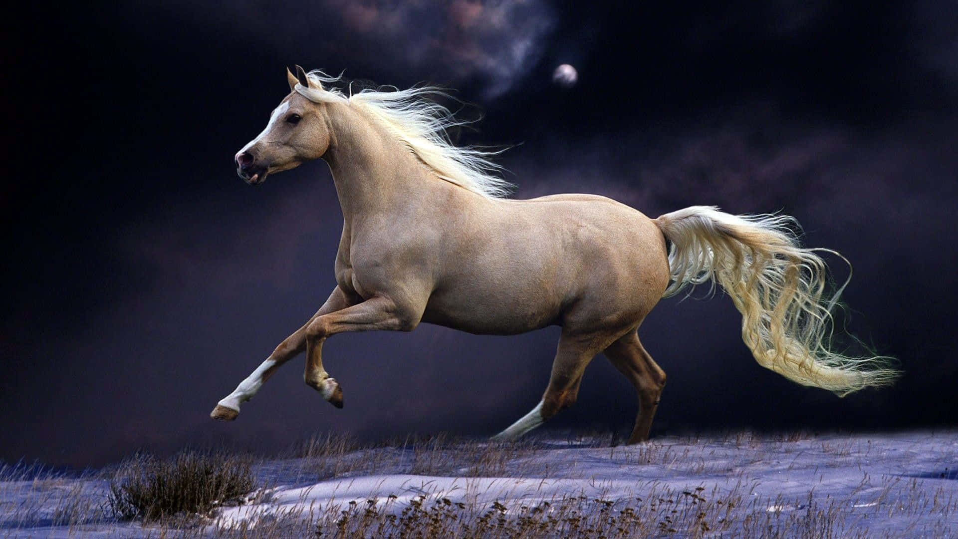 Majestic Beauty Of A Galloping Horse