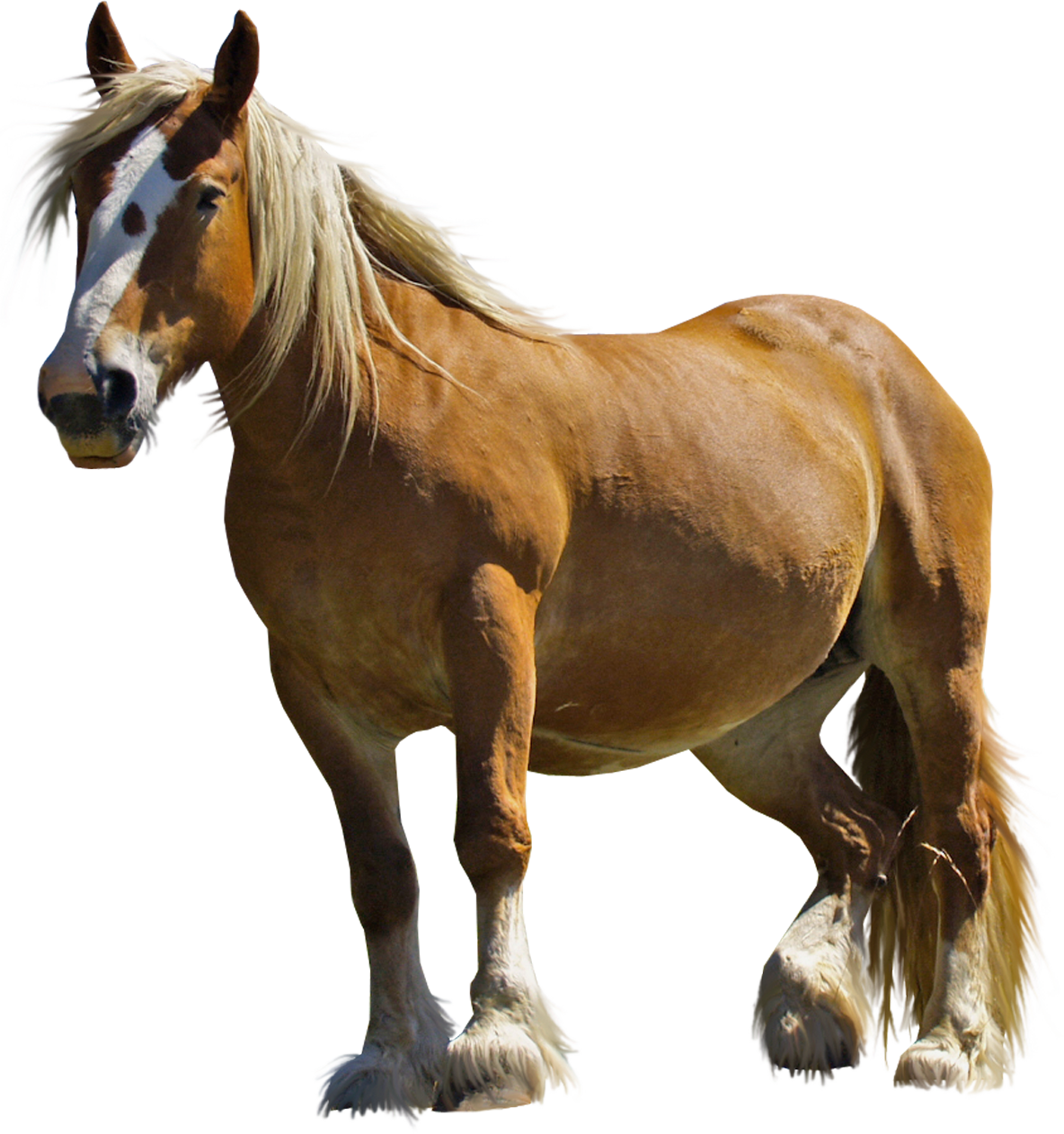 Majestic Belgian Draft Horse PNG
