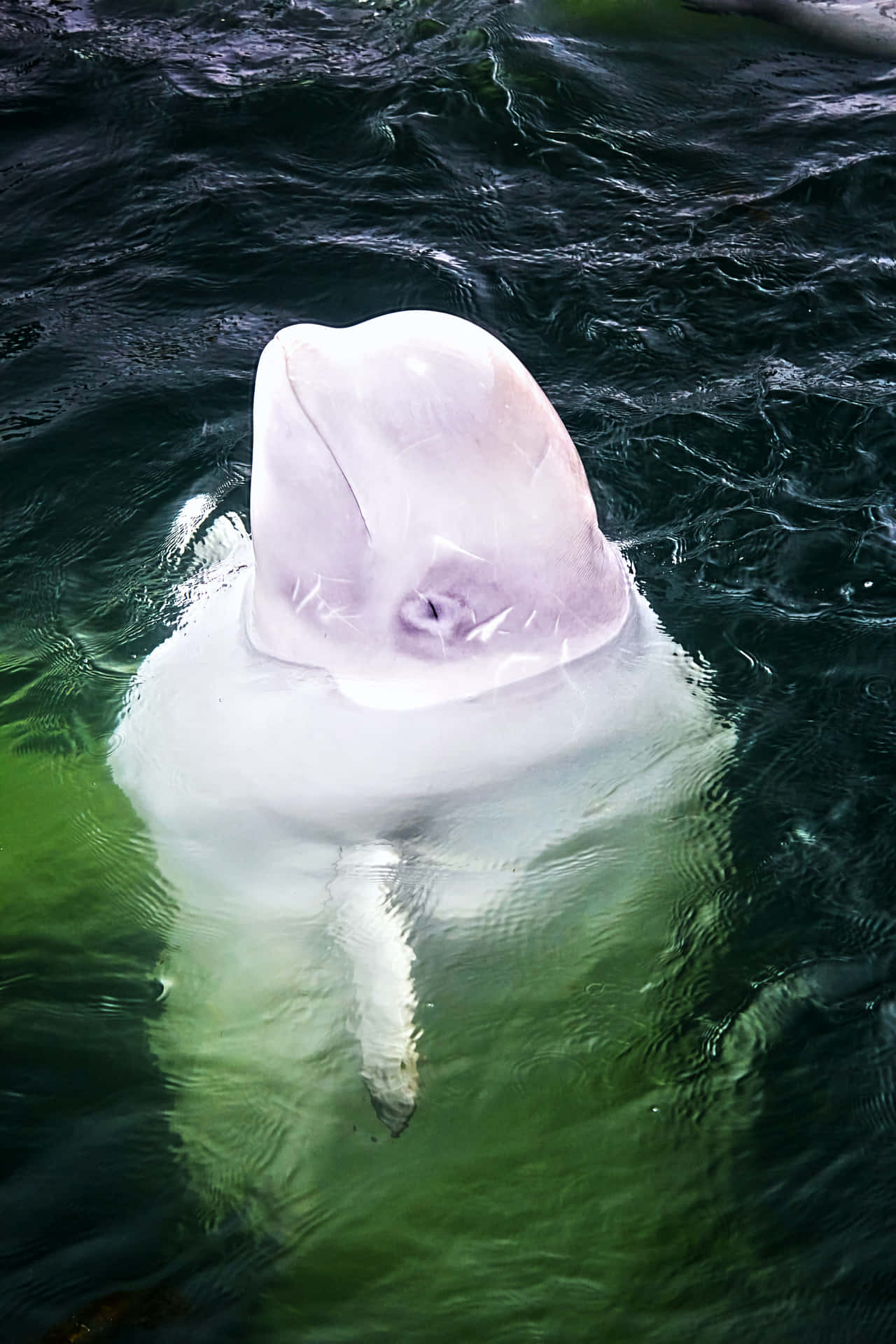 Majestic Beluga Whale In Crystal Clear Waters Wallpaper