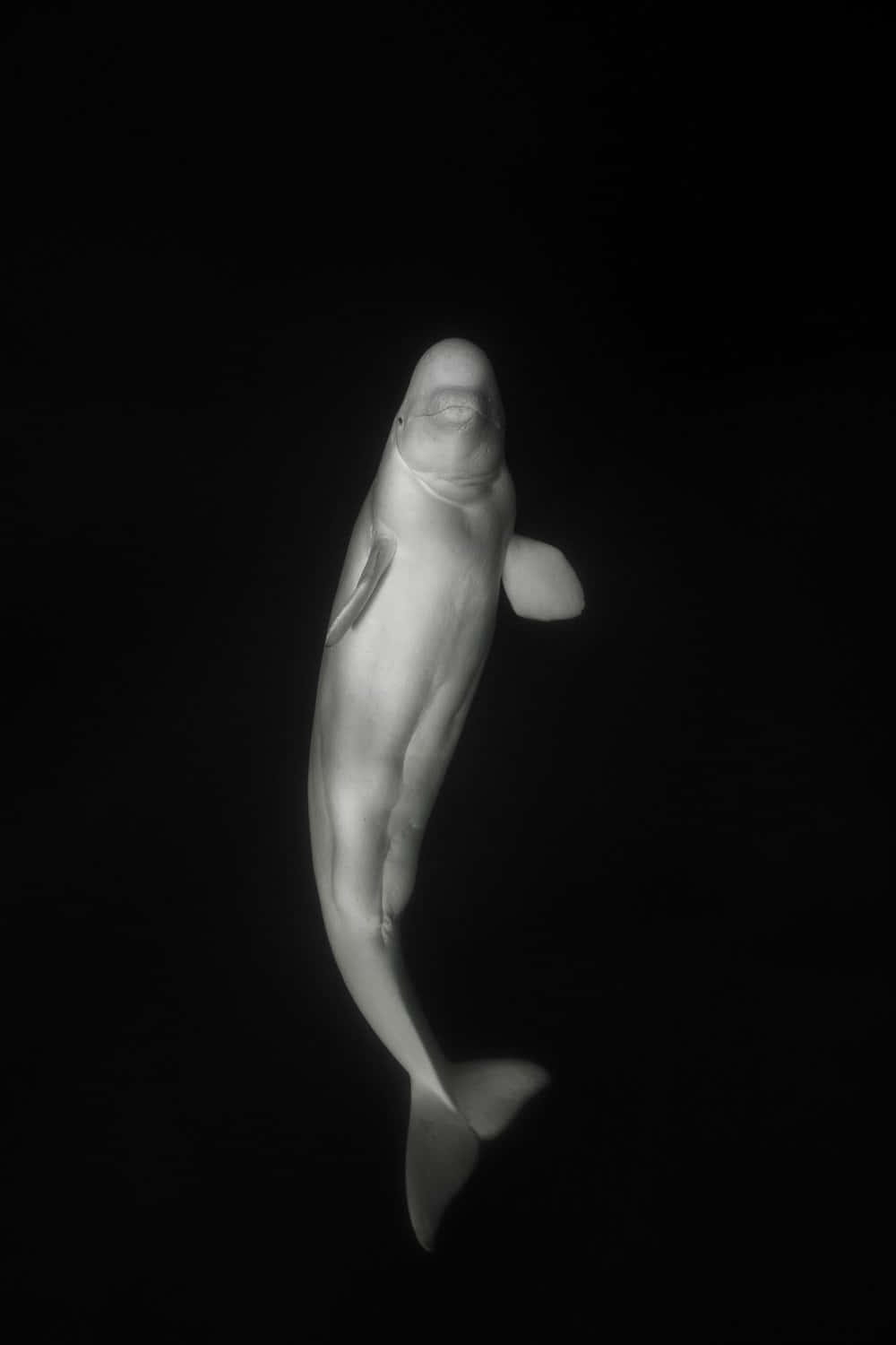Majestic Beluga Whale In Natural Habitat Wallpaper