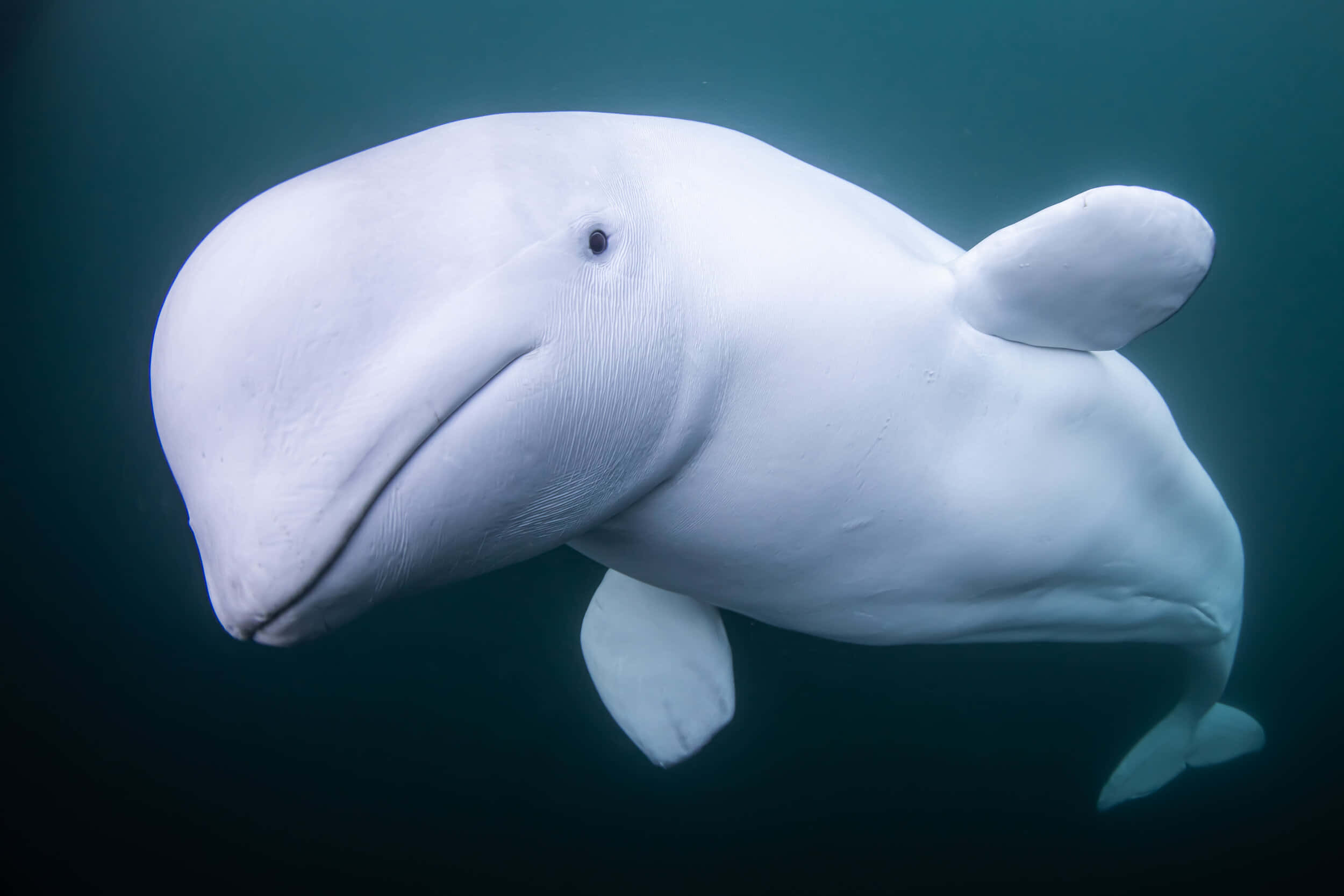 Majestic Beluga Whale In The Depths Of The Ocean Wallpaper