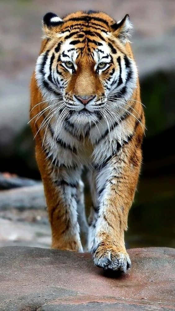 Majestic Bengal Tiger Approach Wallpaper