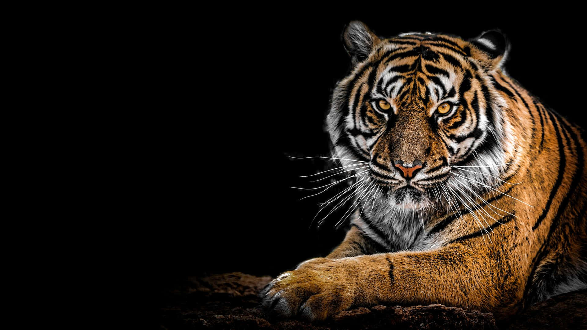 Majestic Bengal Tiger Black Background Wallpaper