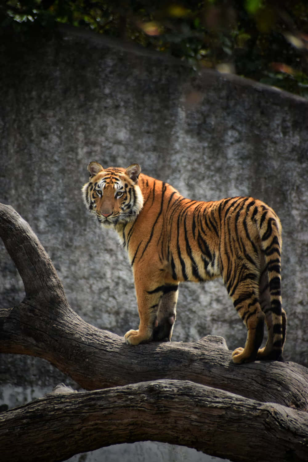 Majestic Bengal Tiger Perchedon Tree Wallpaper