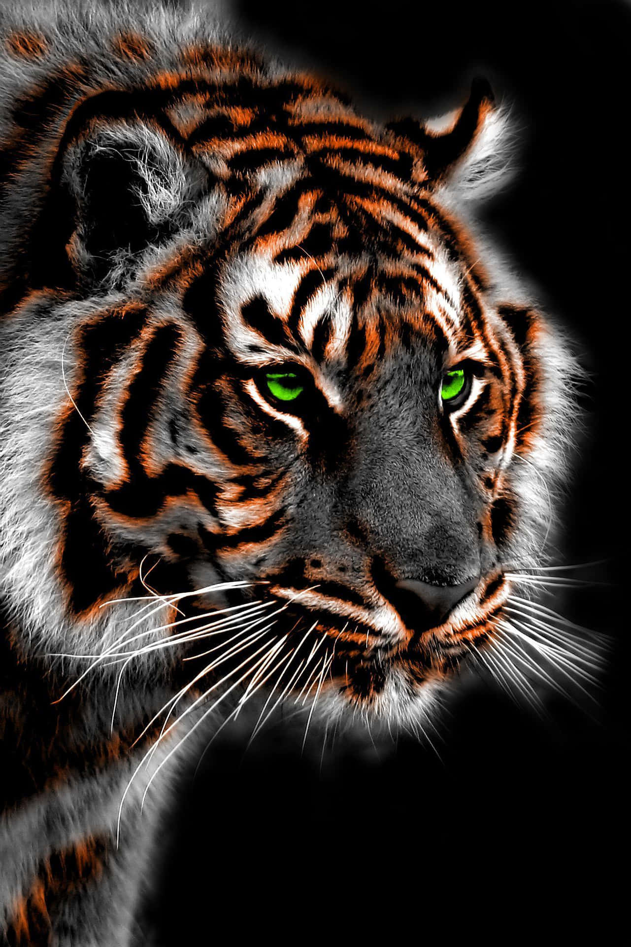 Majestic_ Bengal_ Tiger_ Portrait Wallpaper