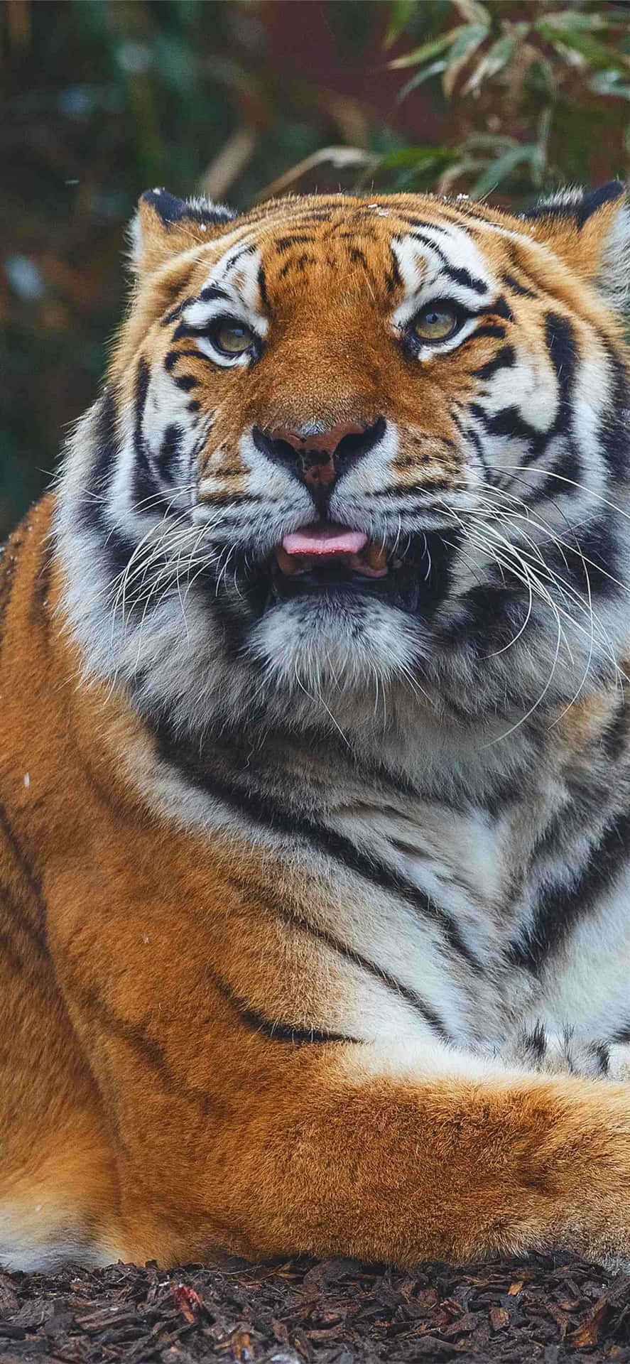 Majestic_ Bengal_ Tiger_ Portrait.jpg Wallpaper